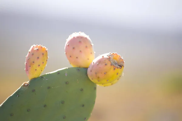 Close View Prickly Pear Bush Ripe Fruit — Stock Photo, Image