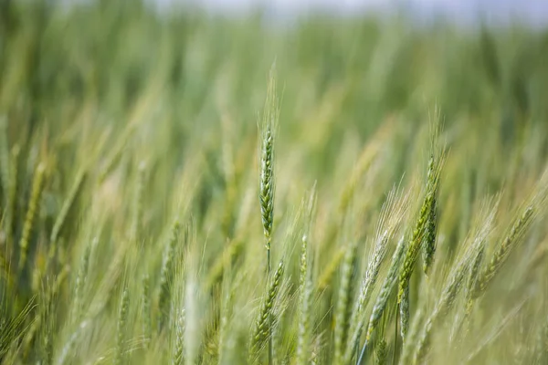 Nahaufnahme Junger Grüner Weizen Einem Weizenfeld Auf Einer Farm Der — Stockfoto