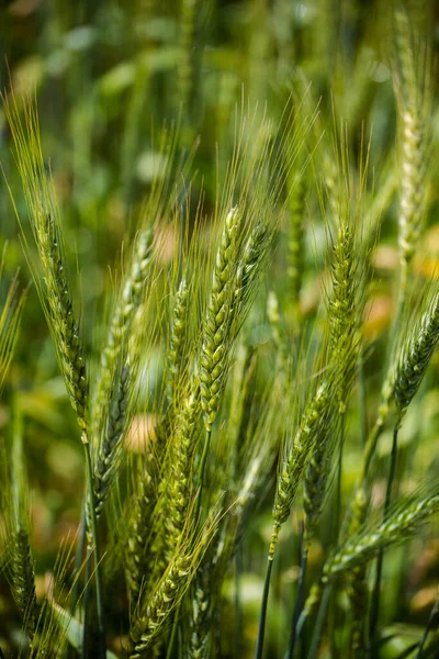 Közelkép Fiatal Zöld Búza Egy Búzaföldön Egy Gazdaságban Swartland Régióban — Stock Fotó