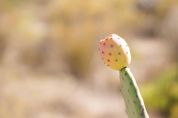 Nahaufnahme Von Kaktusfeige Mit Reifen Früchten — Stockfoto
