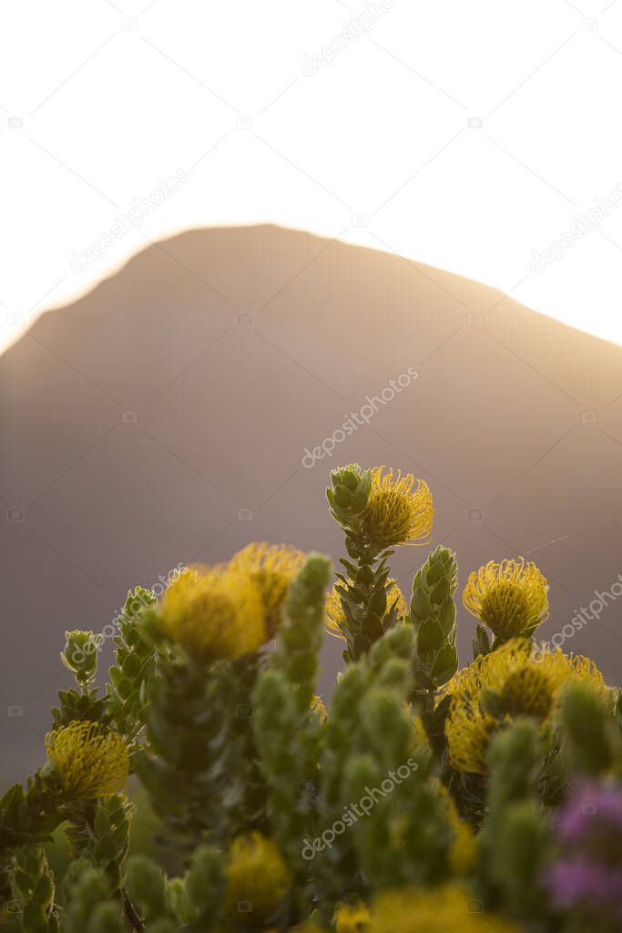 Close up view of of bright yellow Speldekussing or Pincushion Proteas growing in the fynbos biome of the Western Cape in South Africa