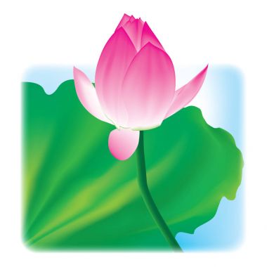 Lotus ve yaprakları