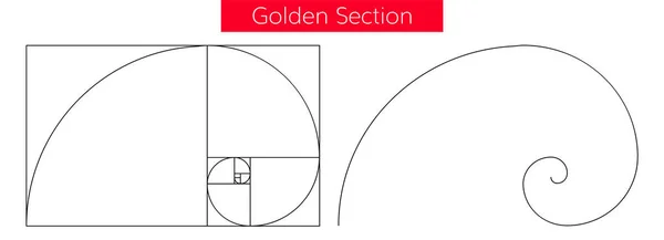 Golden section vector — Stock Vector