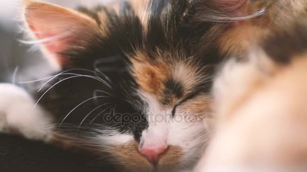 Симпатичная скользкая кошка — стоковое видео