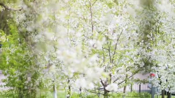 Bloeiende bomen op winderige dag — Stockvideo