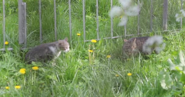 Два серых мяукающих кота — стоковое видео