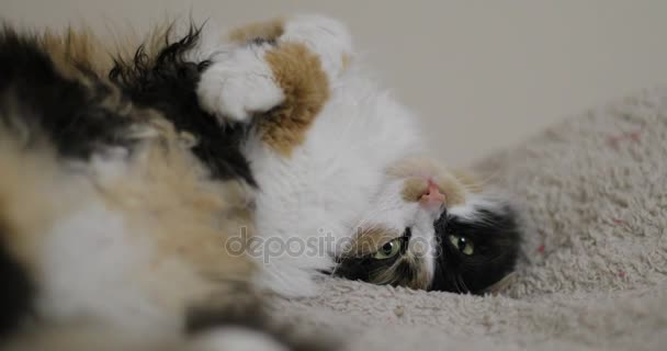 Kočka ležící s hlavou vzhůru nohama — Stock video