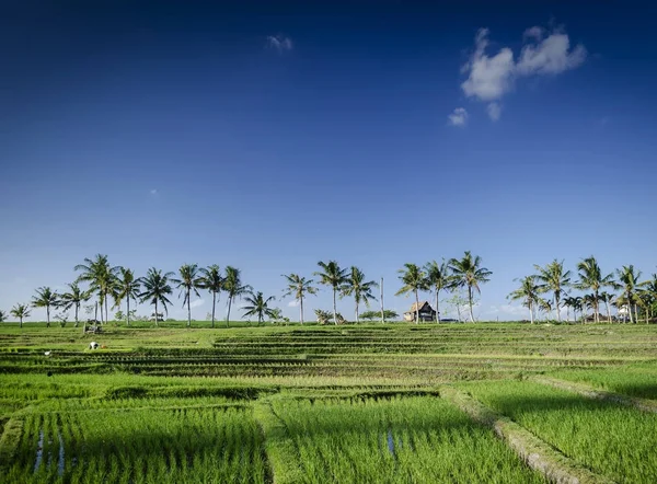 Rýže paddie pole zobrazení na šířku v jižním bali Indonésie — Stock fotografie