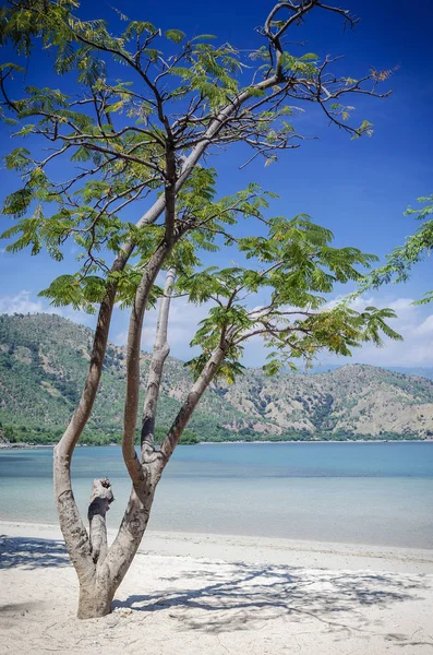 Areia branca vista a la playa tropical cerca de dili en Timor Oriental — Foto de Stock