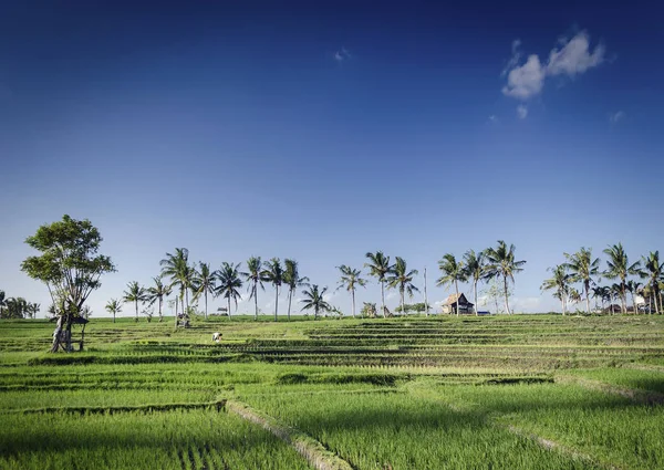 Ris paddie fält liggande vy i södra bali Indonesien — Stockfoto