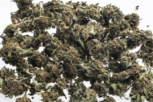 Maconha medicinal botões de cannabis close-up no fundo do estúdio branco — Fotografia de Stock