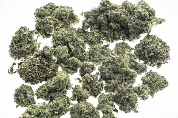 Marihuana Medicinal Brotes Cannabis Primer Plano Fondo Blanco Estudio Amsterdam —  Fotos de Stock
