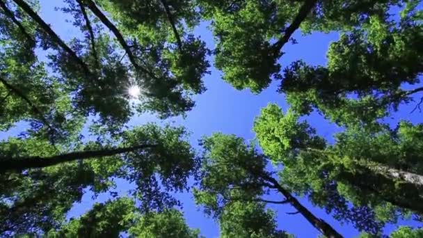 Avvicinamento degli alberi nella foresta — Video Stock