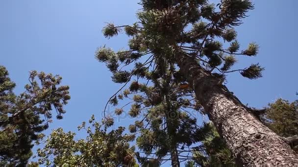Żuraw w dół z pnia drzewa — Wideo stockowe