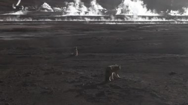 Şili geysers ile tilki