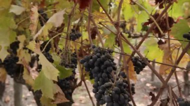 Şaraplık çeşitler arasında pan