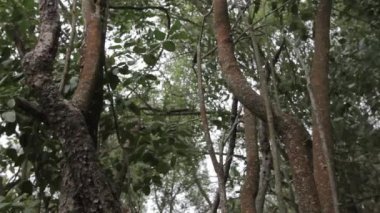 Kamera ağaçlar arasında ilerleyecektir