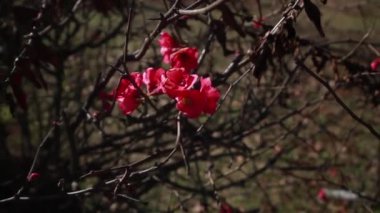 Ağaç üzerinde kırmızı çiçekler