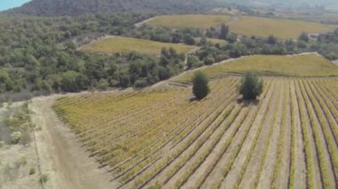 Şaraplık satırları