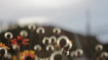 Dandelions ve diğer kır çiçekleri
