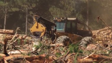 Ağaçları kesen orman makinesi.