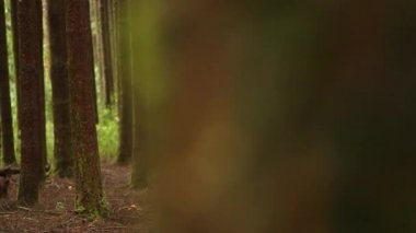 Yağmur ormanı ağaç dalları