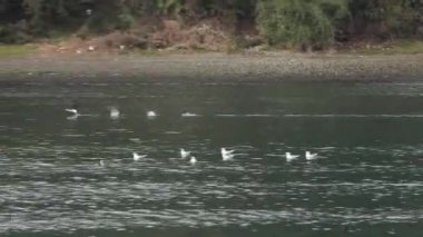 Teknesi ile deniz üzerinde uçan kuşlar