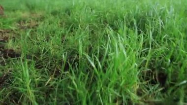 Yeşil çayır hills