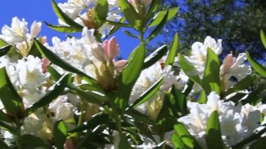 Mavi gökyüzü ile çiçekler