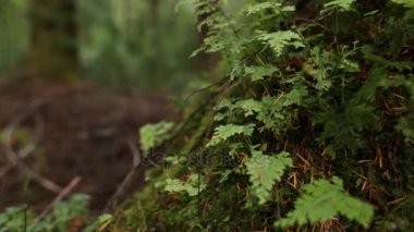 Büyük ağacın gövde