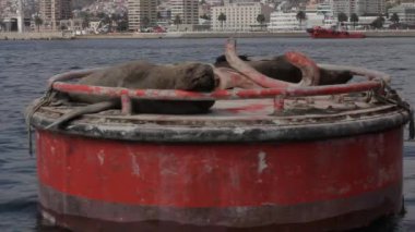 Mühürler salonları bir bouy üzerinde