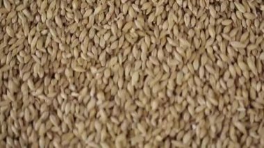 aşağıya itti olmasına tohumları