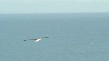 okyanus arka plan üzerinde uçan martı