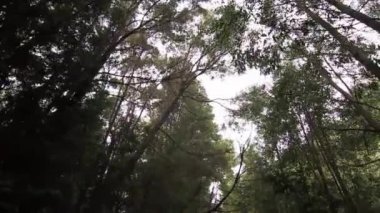 kaymak ormanda vurdu