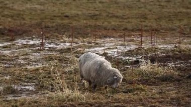 Koyunlar tarlada otluyor.