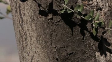 Dağlar ve çiçekler ile şehir