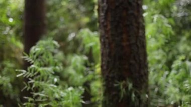 büyüyen ağaç dalları