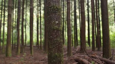 Orman ağaç kabuğu