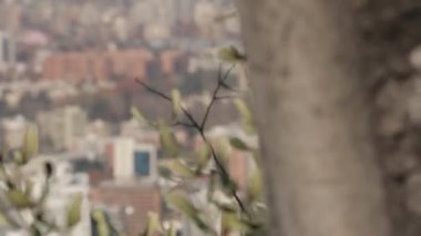 Dağlar ve çiçekler ile şehir