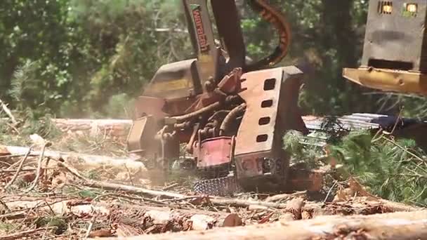 Forestry machine chopping trees — Stock Video
