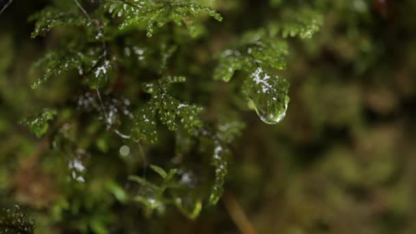 Våta löv i regnskog — Stockvideo
