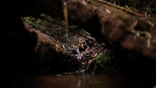 Liten bäck i skogen — Stockvideo