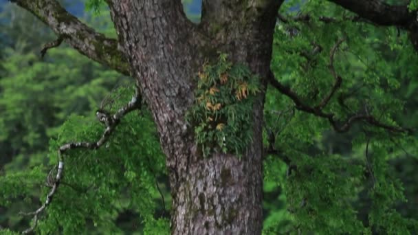 Close up of trees in forest — Stock Video