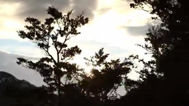 Ветви тропических лесов — стоковое видео