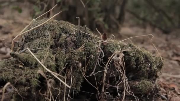 Slider shot dans la forêt — Video