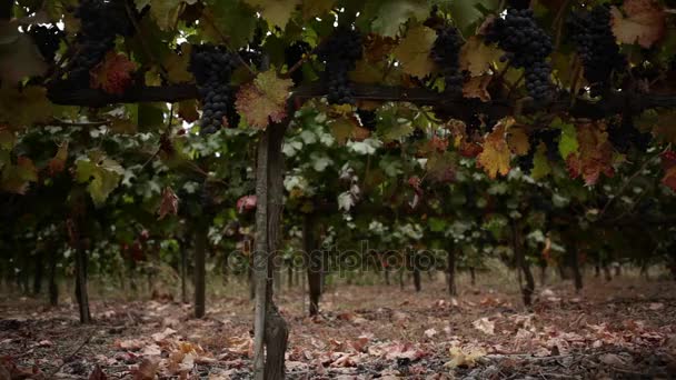 Виноградные лозы, полные черного винограда — стоковое видео