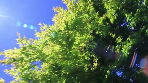 Дерево з зеленим листям — стокове відео