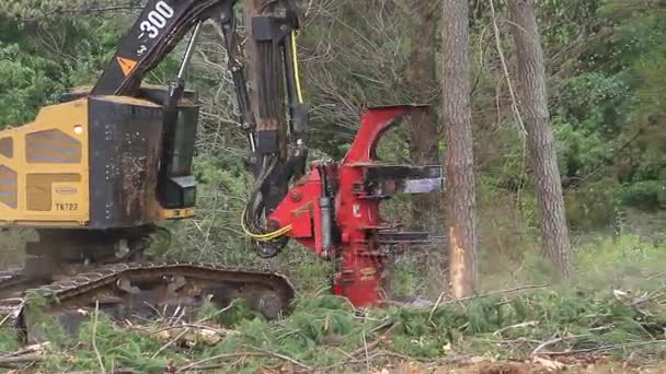 Lesnický stroj kácí stromy — Stock video