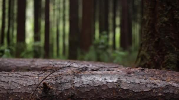 Trunks of the large trees — Stock Video