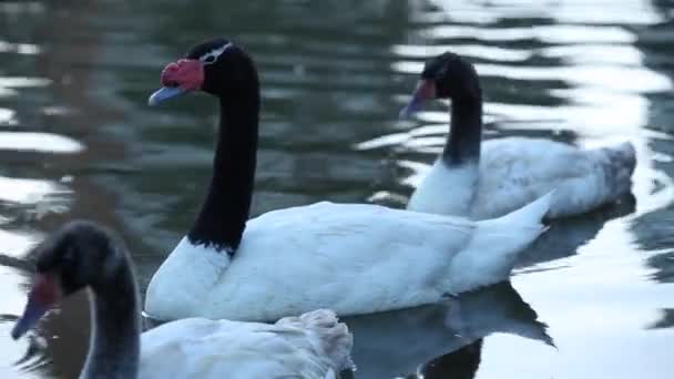 Лебеді плавають у воді — стокове відео